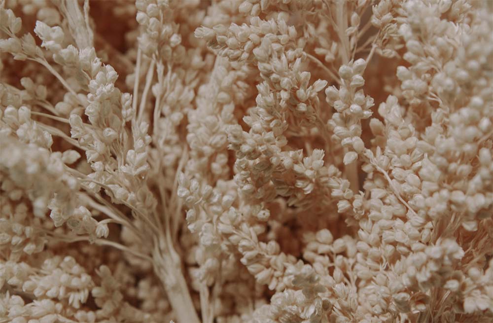 Close-up of dried, pale beige flowers.