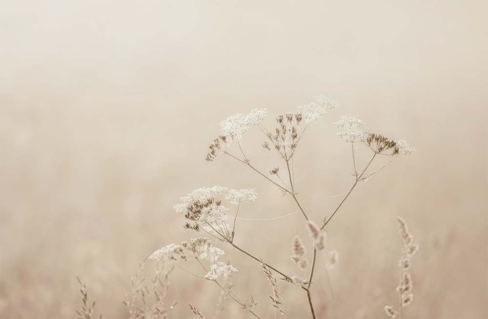 Delicate wildflowers on a hazy background.