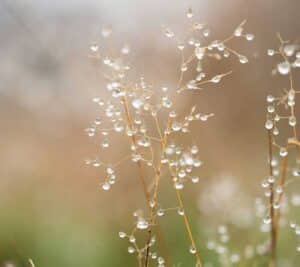 Close view of water droplets clinging to thin twigs, delicate texture highlighted by soft daylight