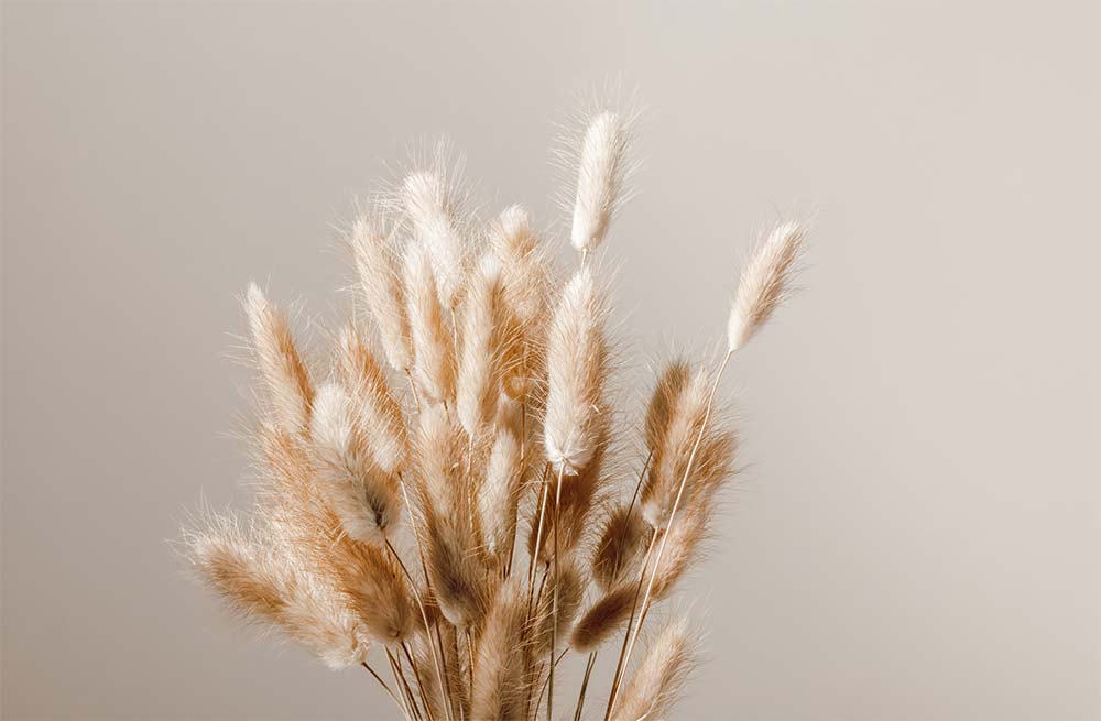 Fluffy, light brown dried grass.