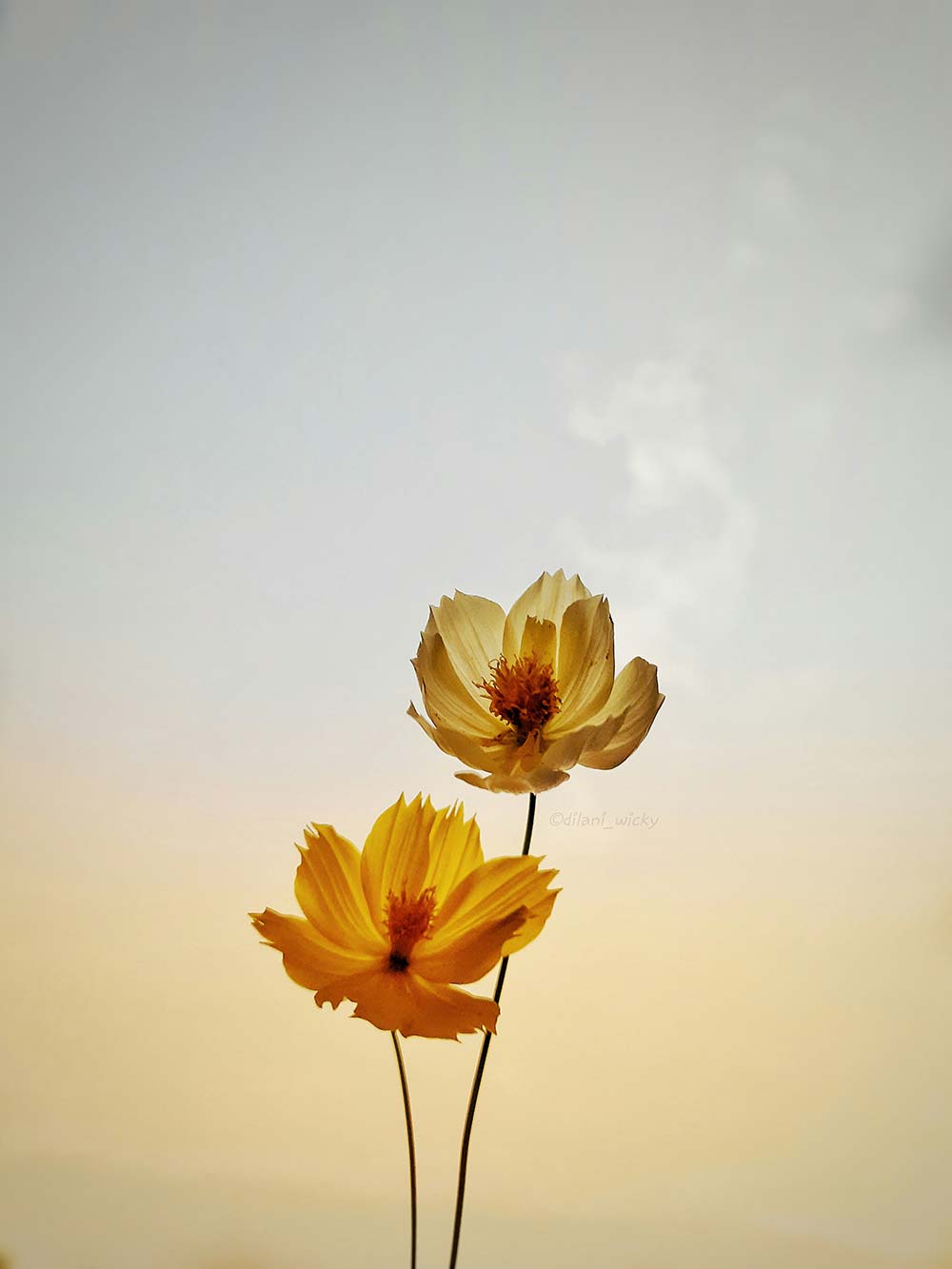 Two backlit yellow flowers against a pale sky.