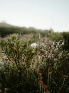 Peaceful, scenic view of flowers and natural landscape, gentle colors creating a calming visual atmosphere