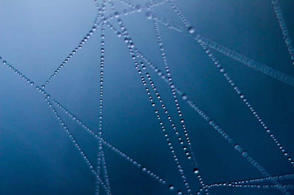 Abstract web with dew symbolizing neural processing and trauma healing in EMDR vs somatic therapy