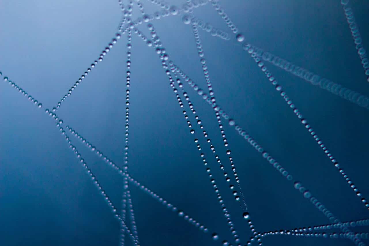 Abstract web with dew symbolizing neural processing and trauma healing in EMDR vs somatic therapy