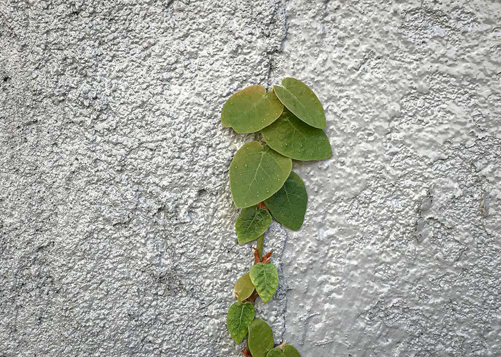A plant growing in the dirt.