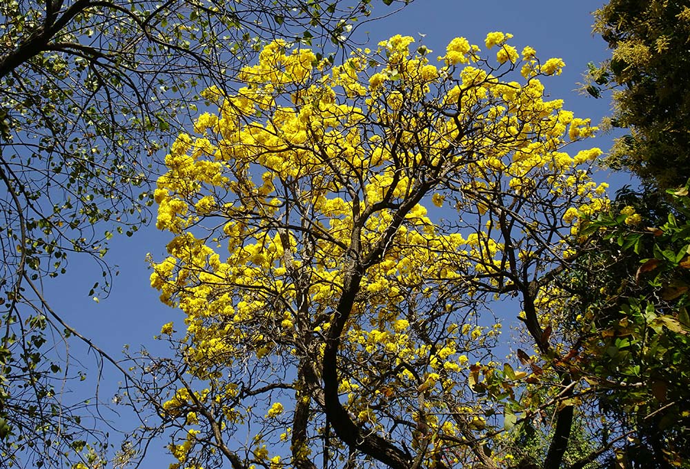 A tree with yellow flowers