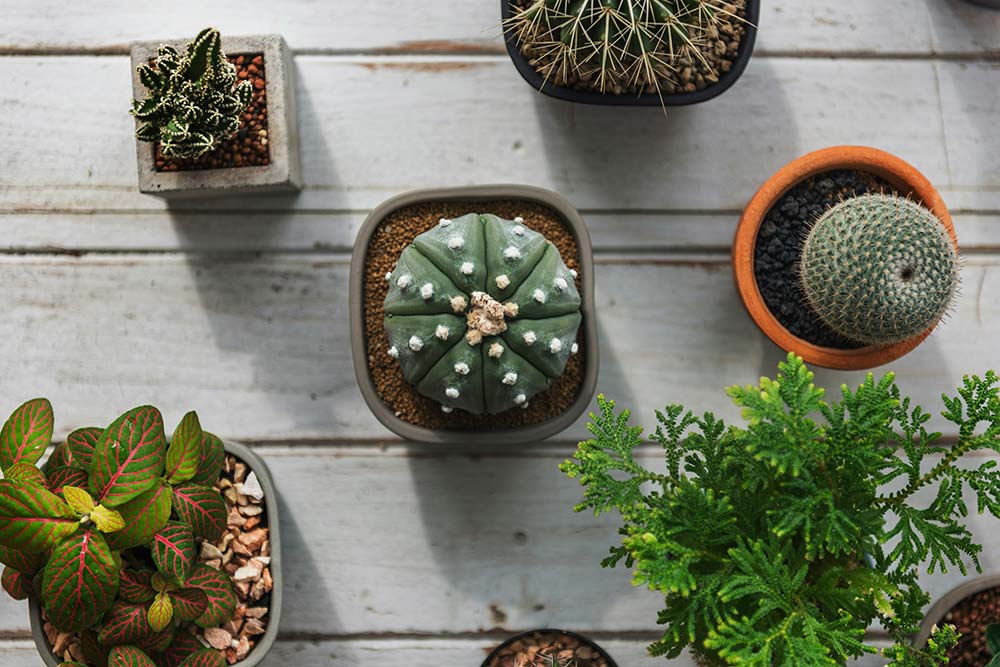 Cactus pot home plants concept.