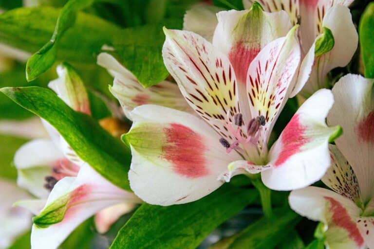 Close-up of a bunch of flowers with green leaves
