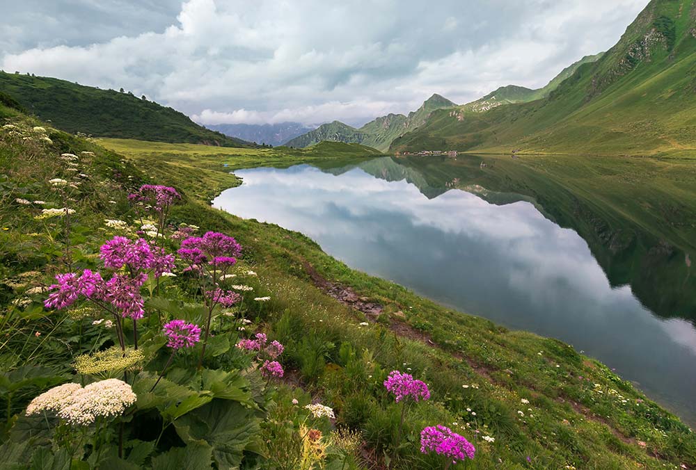Purple flowers on a green grass field.