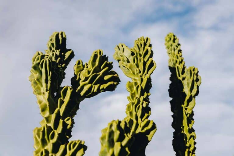 Tall green cacti against a cloudy sky